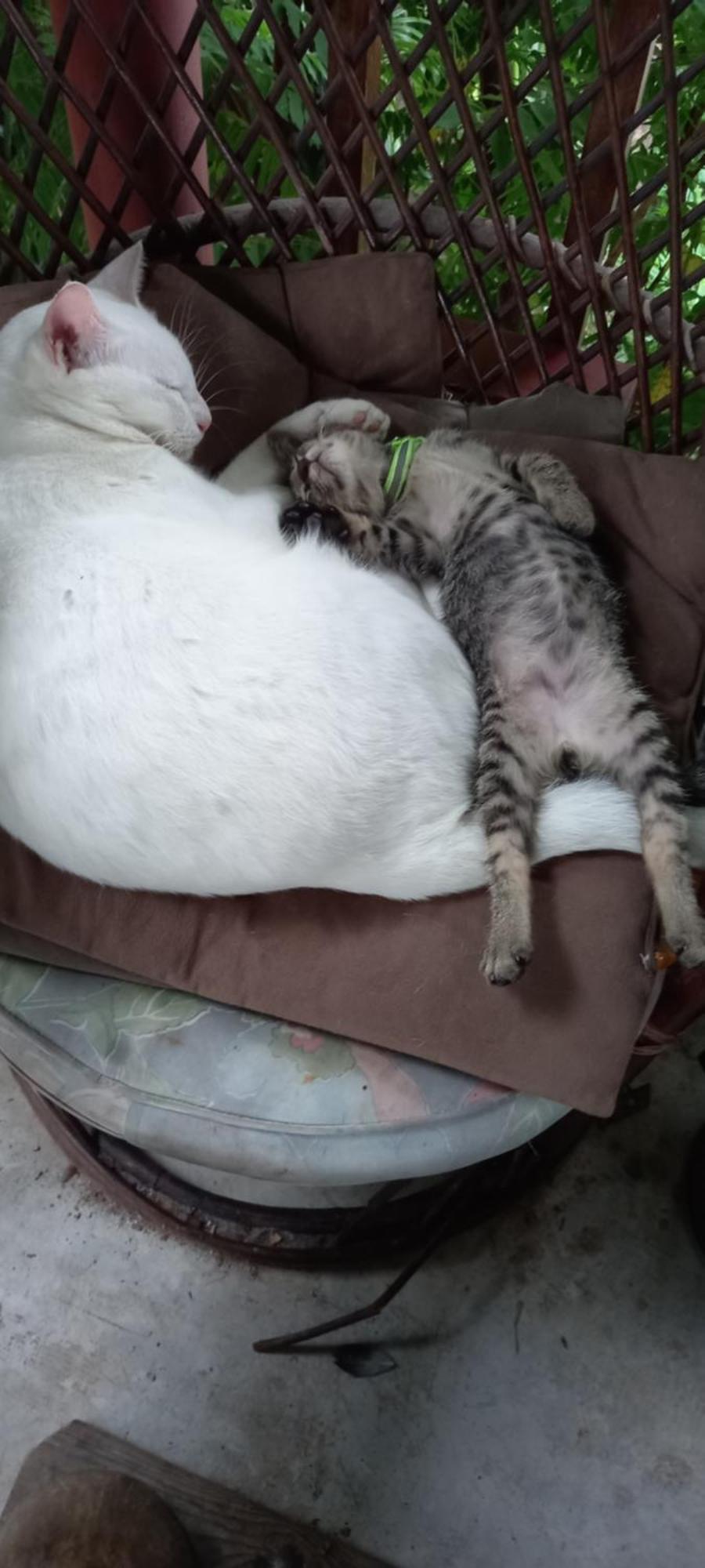 Plus Hostel Ayutthaya Eksteriør bilde